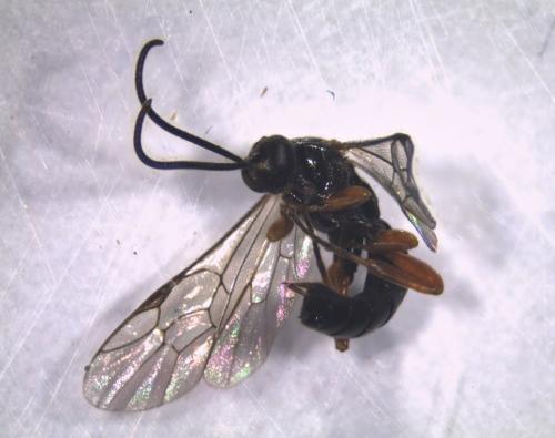 Exochus sp.
